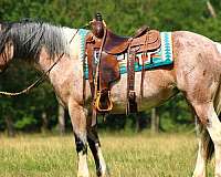 ranch-gypsy-vanner-horse
