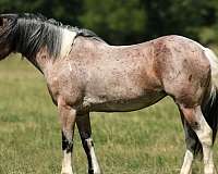 ranch-versatility-gypsy-vanner-horse