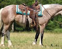 ranch-work-gypsy-vanner-horse