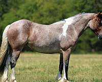 ridden-english-gypsy-vanner-horse