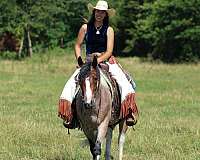 ridden-western-gypsy-vanner-horse