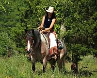 trail-gypsy-vanner-horse