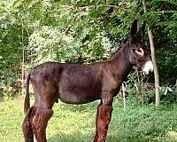 donkey-for-sale