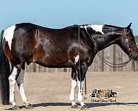 Bandit - Finished Cutting Horse 5 Yr Old Black Tobiano APHA Gelding!