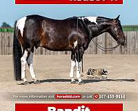 Bandit - Finished Cutting Horse 5 Yr Old Black Tobiano APHA Gelding!
