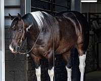 Bandit - Finished Cutting Horse 5 Yr Old Black Tobiano APHA Gelding!