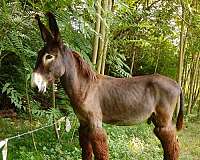 14-hand-donkey-stallion