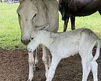 dapple-markings-horse