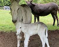 grey-dapple-markings-horse