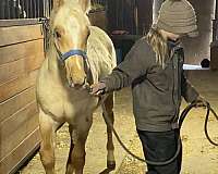 youth-projects-quarter-horse