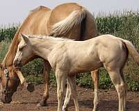 tee-j-jacks-money-horse