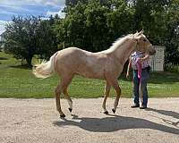 tee-j-jacks-money-quarter-horse