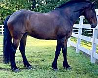 beginner-horse-draft