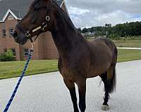 dressage-prospect-draft-horse
