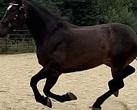 good-natured-draft-horse