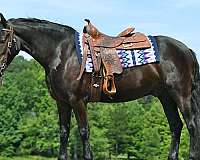 gelding-friesian-horse