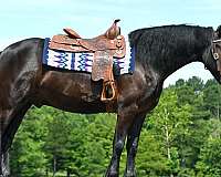 all-around-friesian-horse
