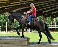 friesian-horse