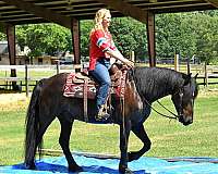 draft-friesian-horse