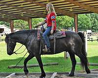 flashy-friesian-horse