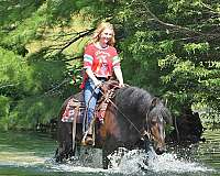 athletic-friesian-horse