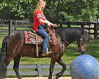 gentle-friesian-horse