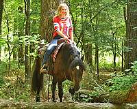 beginner-friesian-horse