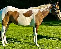 all-around-tennessee-walking-horse