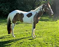 black-none-horse