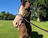 any-rider-tennessee-walking-horse