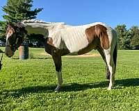 athletic-tennessee-walking-horse