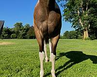 auction-tennessee-walking-horse