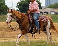all-quarter-horse