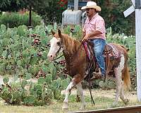 all-around-quarter-horse