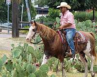 arena-quarter-horse