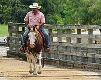 athletic-quarter-horse