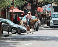 auction-quarter-horse