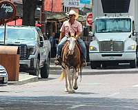 beginner-quarter-horse