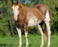 beginner-novice-quarter-horse