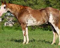 beginner-safe-quarter-horse
