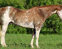 beginner-safe-kid-pony-quarter-horse