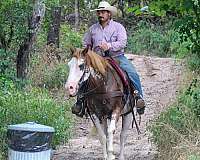 best-quarter-horse