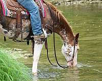 best-friend-quarter-horse