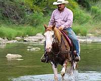 bid-quarter-horse