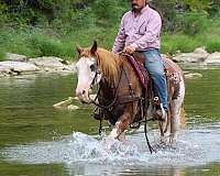 bridle-quarter-horse