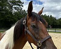 14-hand-quarter-horse-gelding