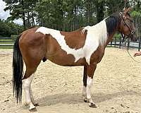 pinto-gelding-for-sale