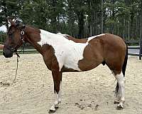 pinto-quarter-horse-gelding
