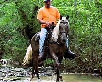 mt-horse-rocky-mountain