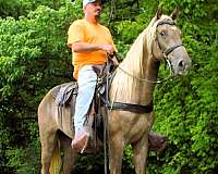 field-trial-horse-rocky-mountain